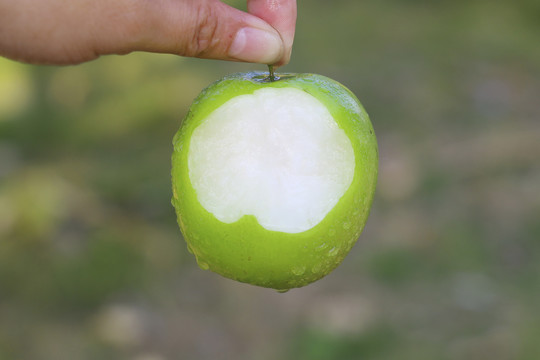 大青枣牛奶大青枣