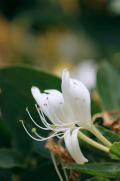 金银花