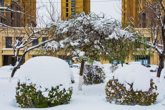 树木树枝与球形树丛雪挂雪地