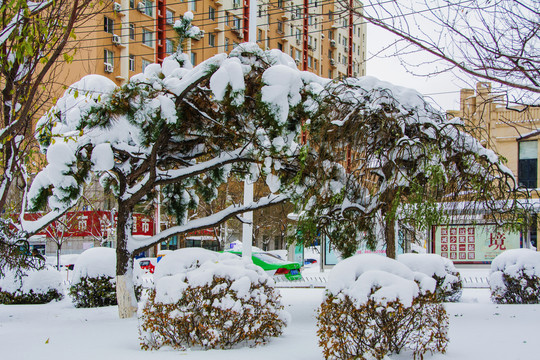 树木树枝与球形树丛雪挂雪景