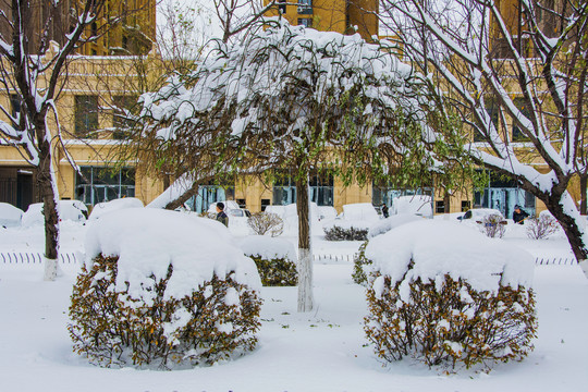树木与球形树丛雪挂雪地