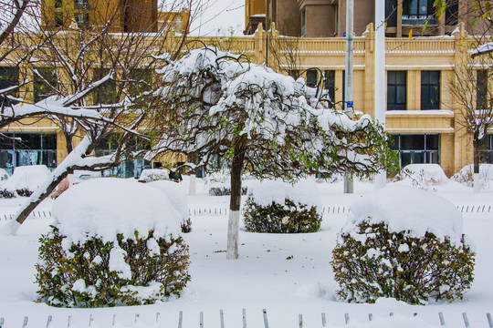 树木与球形树丛雪挂雪景