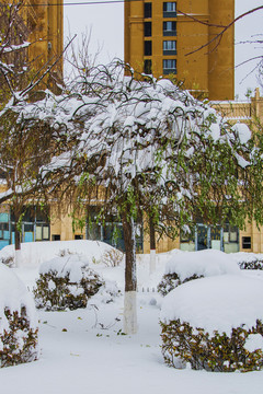 树木与球状树丛枝叶雪挂雪地
