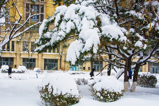 树木与树枝与球状树丛雪挂雪地