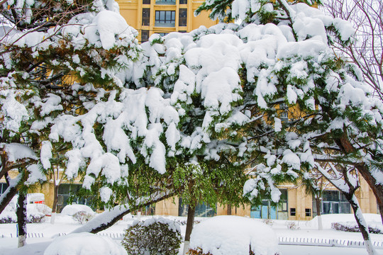 树木与枝叶与球状树丛雪挂雪景