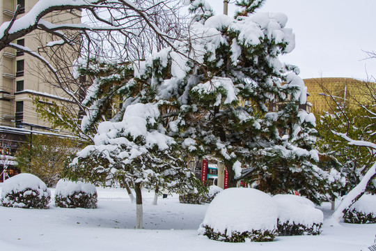 松树树木枝叶雪挂与雪地