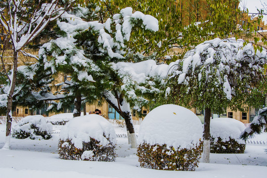 松树与球状树丛树木枝叶雪挂