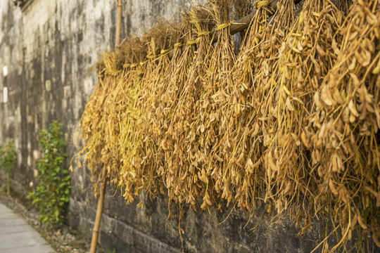 农村靠在墙角晾晒的黄豆荚