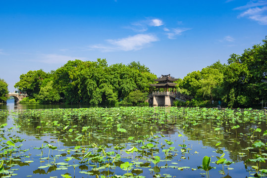 杭州西湖曲院风荷