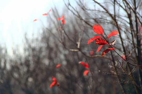 冬季红叶