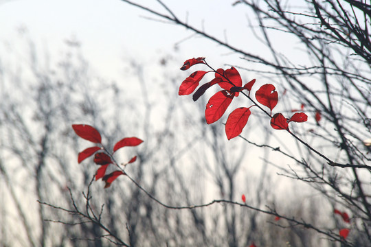 冬季红叶飘零