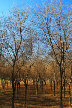 冬季蓝天林木