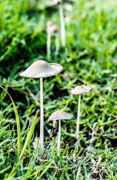 草地蘑菇群