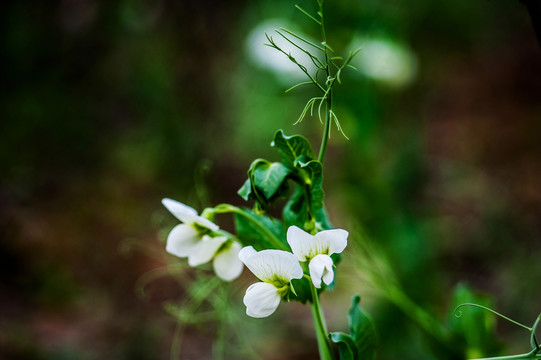 豌豆花