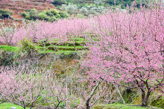 桃花