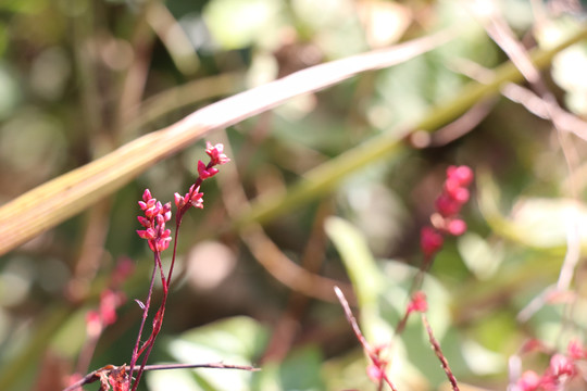 辣蓼草花