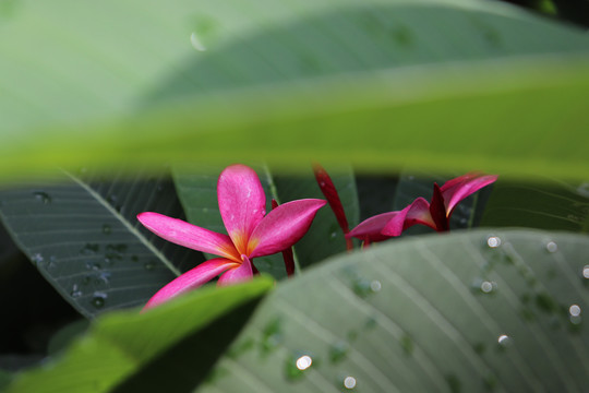 鸡蛋花