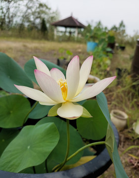 碗莲
