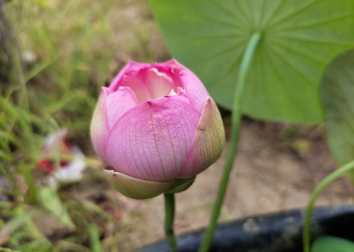 碗莲