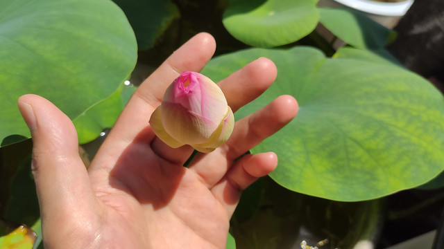 碗莲