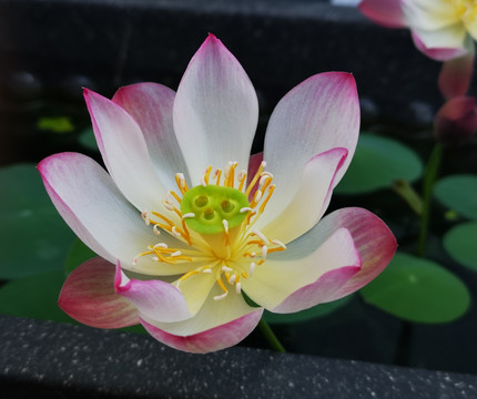 碗莲