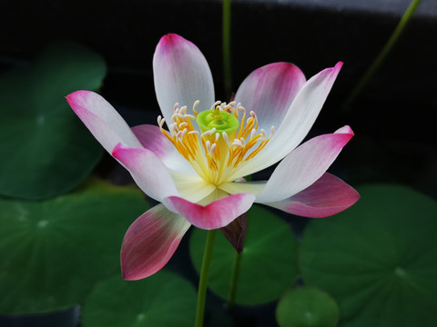 碗莲