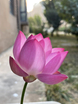 碗莲