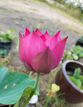 碗莲