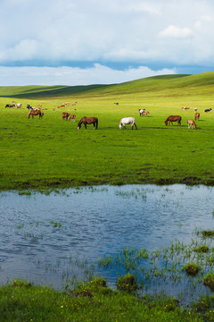 湿地河流草原牧场马群