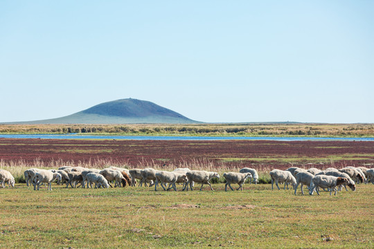 秋季湿地红草滩羊群