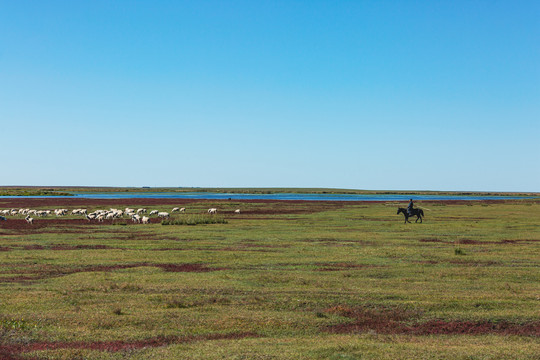 秋季草原羊群骑马放牧