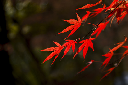 秋日红叶