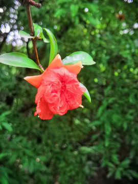 雨后石榴花