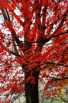 秋冬枫树
