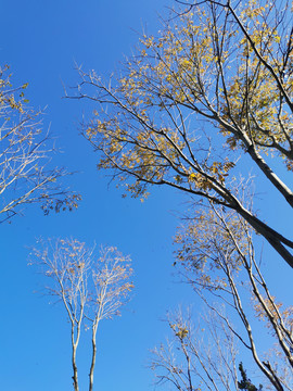 深秋蓝天背景下的的树林