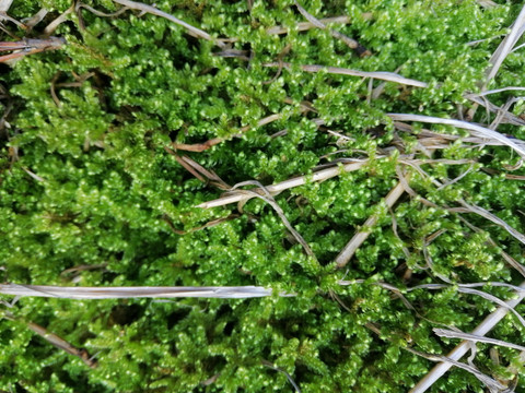 苔藓