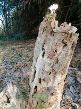 枯树根