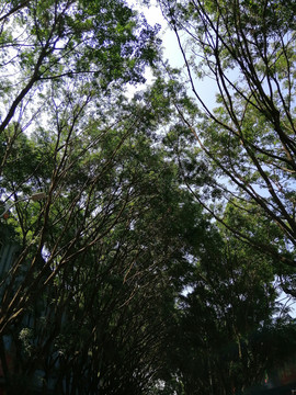 热带树林