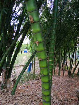 热带竹林