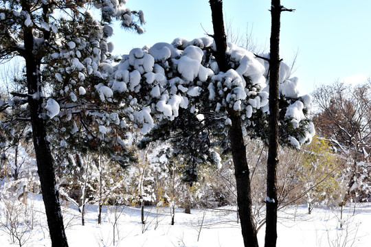园林雪景