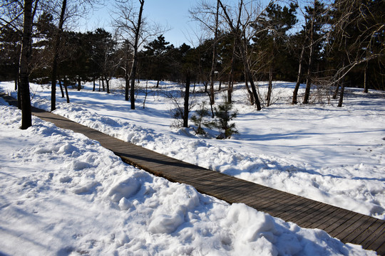 雪地道路