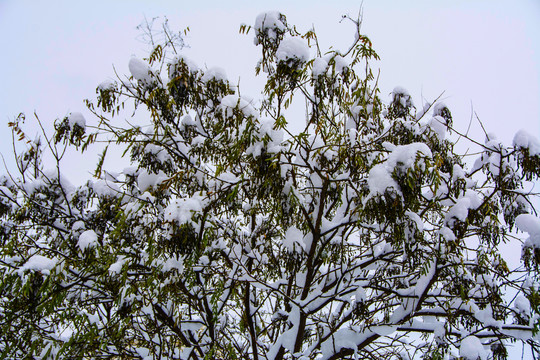 树的顶部树枝树叶与雪挂