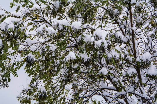 树顶的树枝树叶与雪挂