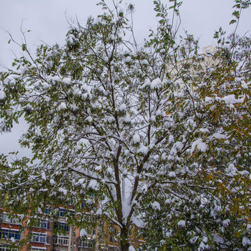 树干上面的树枝树叶与雪挂