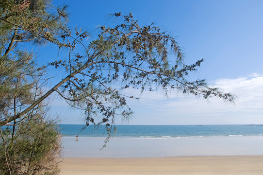 海边海滩蓝天树枝