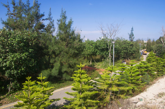 红塔湾海岸公园绿植风景