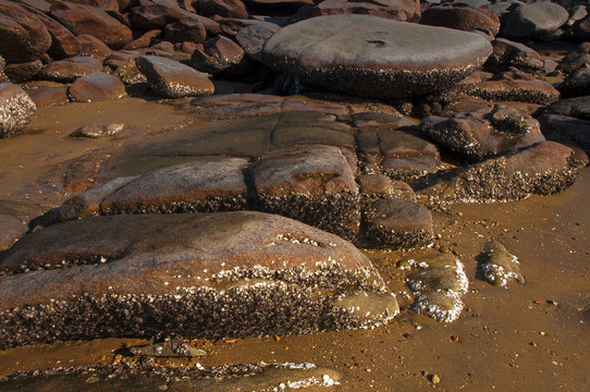 岩石海滩海蛎