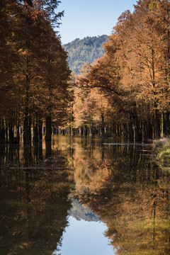 绍兴石井水库秋日水杉林