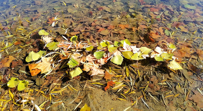 水面落叶