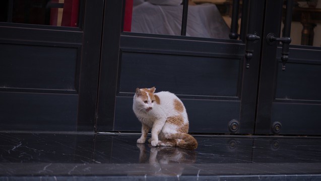 野生田园猫